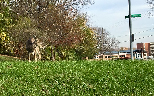Caught this emo tweenie buck hangin on my street this mornin