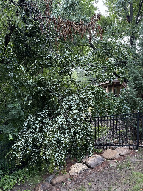 Another neighbor's maple lost a giant limb on another part our fence.