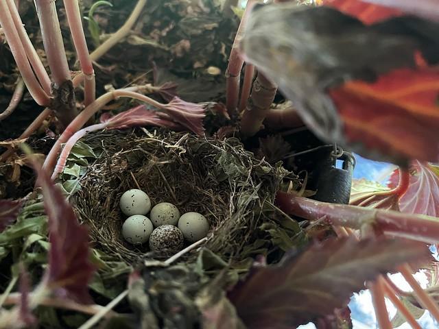 A bird has put some eggs into one of Kari’s hanging flower pots
