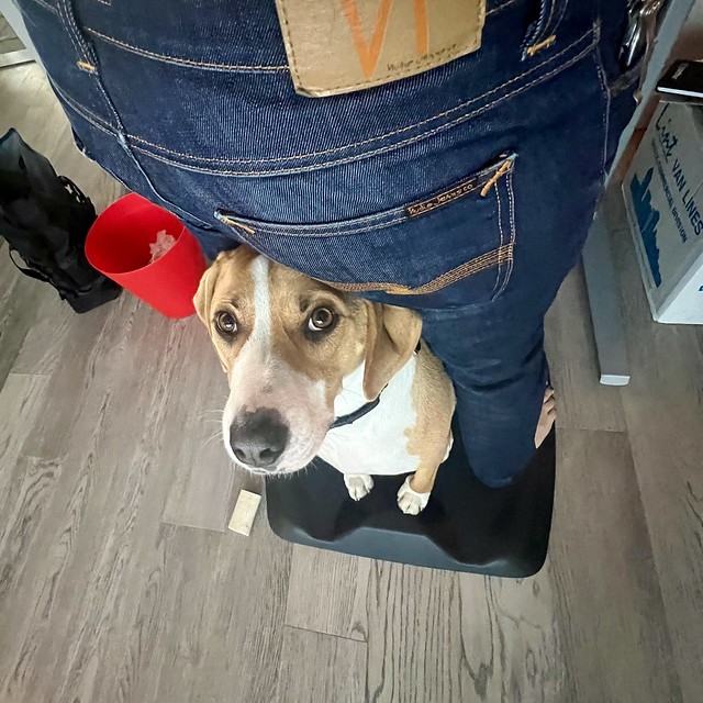 Durby likes to hang here while I’m standing at my desk