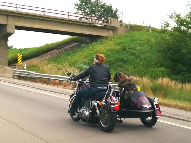 Look at this dog ridin shotgun in this sidecar!