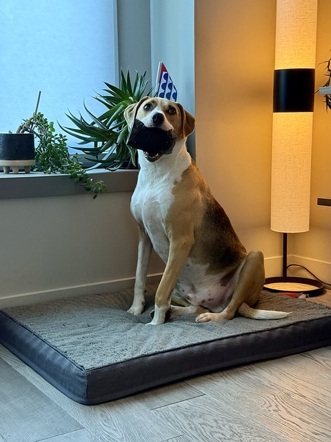 Durby is very proud of his giant Horn