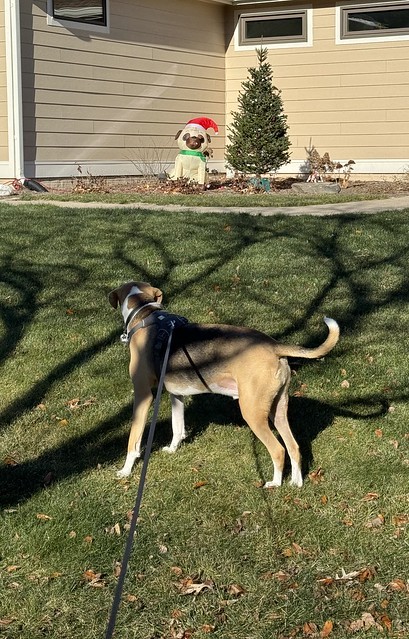 Durby was very confused by this inflatable dog