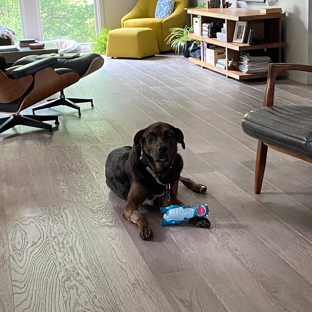 This dude and his dinosaur