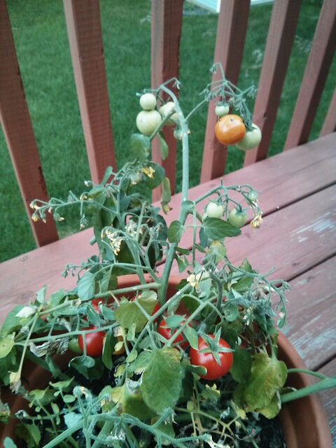 Our first cherry tomatoes