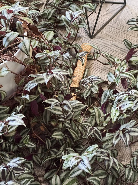 Durby has been hiding this thing in various places around the house for days