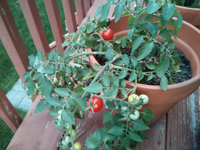 Our first cherry tomatoes