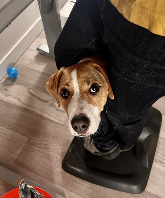 This is where Durby likes to hang while I’m at my standing desk