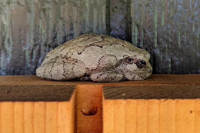 lil baby tree frog hangin on my shed shutters