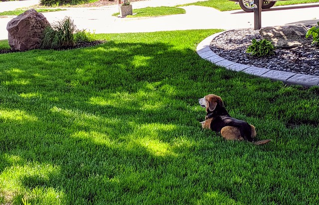 This dog loves watching after the cul-de-sac