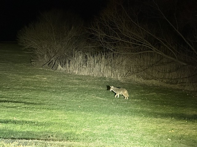 Neighborhood Coyote
