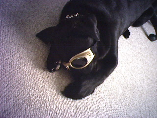 Ninja and his Doggles