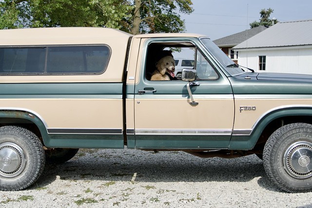 Truckin Pup