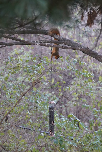 Don’t even think about, you little punk