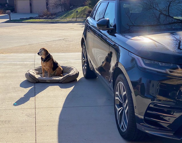 Waiting patiently for a ride.