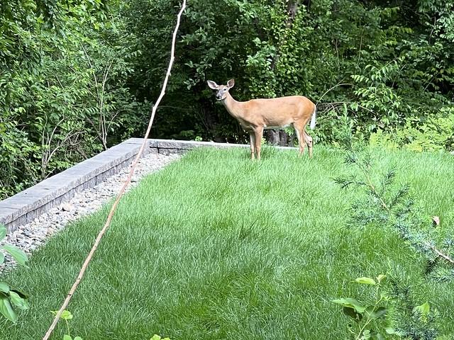 Neighborhood deer