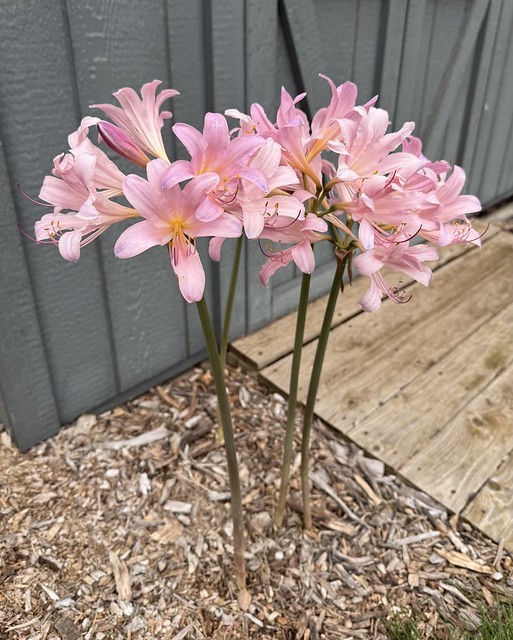 Neighbor gave us some surprise lillies a while back. They did their thing this year.