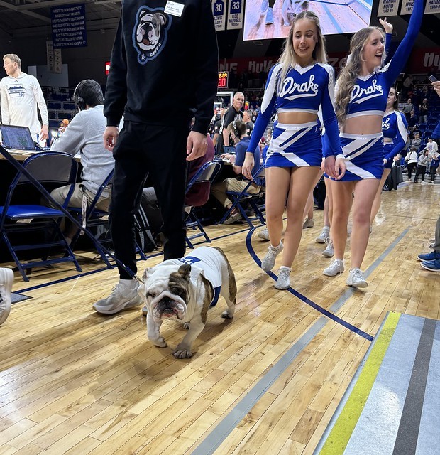 Griff the bulldog
