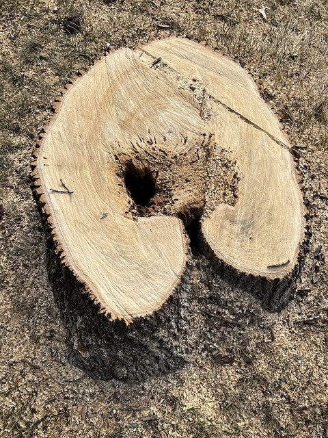 We cut down the old ash tree. The rot from an old wound and ash borers were goin wild on it.