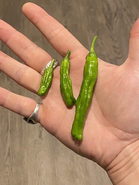 This year's shishito harvest