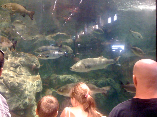 Fishtank at Bass Pro Shops