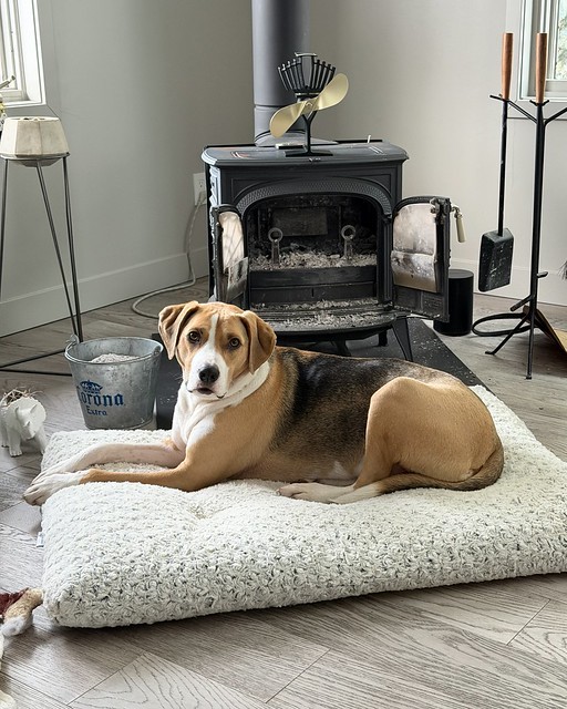 Durby is wondering where his fire is