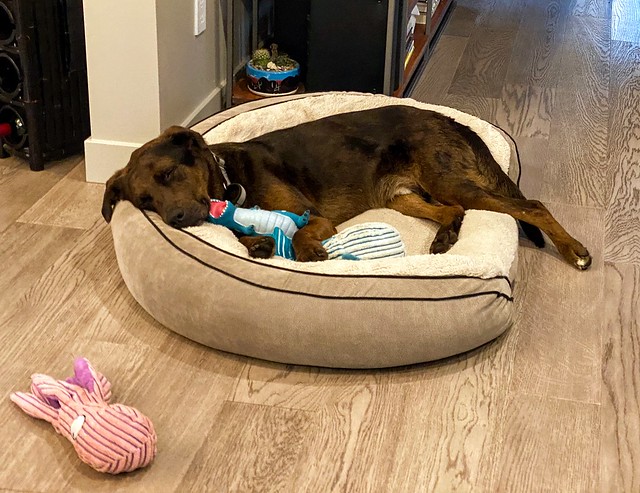 Nicole sent us Chewy box. It came with a T-Rex. It has become Benny's baby.