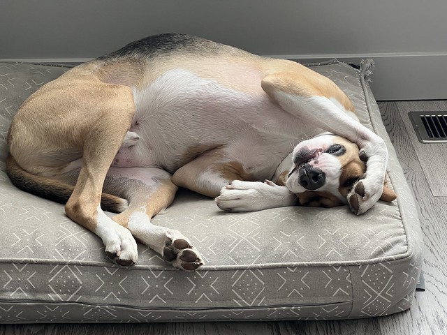 Life is hard for this needy freeloader