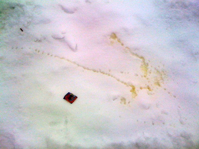 So I go out to shovel this morning and find little boot prints, a candy wrapper and this in my dr...