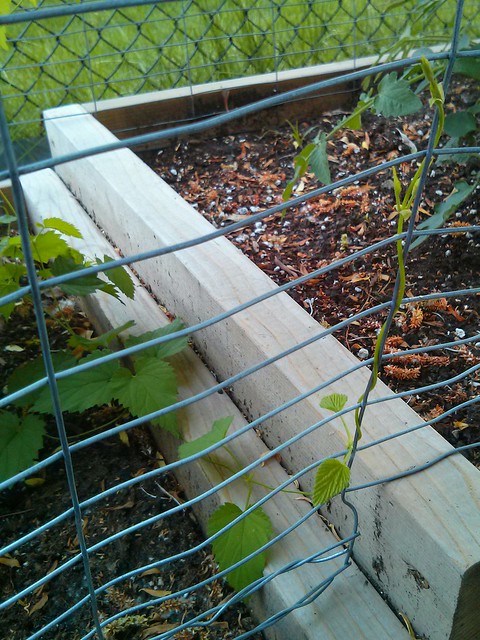 These hop bines dgaf