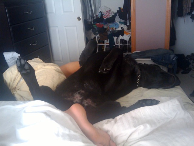 It cracks me up when ninja sleeps like this