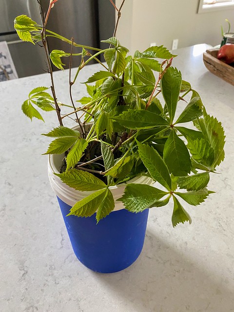 Just took a bunch of Virginia creeper cuttings from the woods. Gonna try to plant em along our ba...