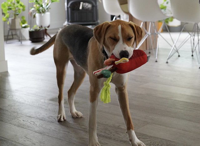 Durby enjoying his bloody mary