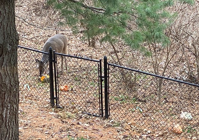 Deer snackin on kari's pumpkins