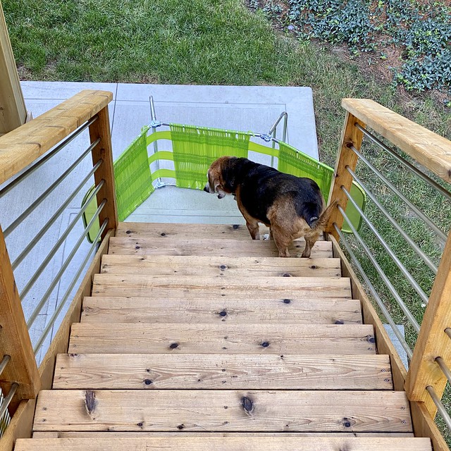 This was meant to keep dogs from coming UP the recently stained stairs.