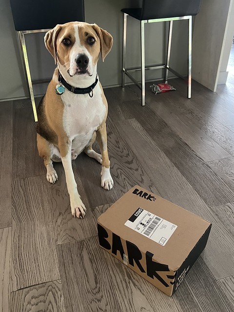 Patiently waiting for his mom to get home so he can open his mail