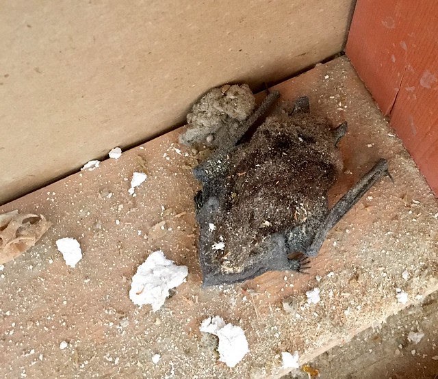 Dead bats in mice in the walls