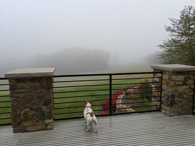 Foggy day at mom's