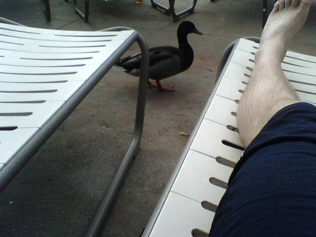 My Duck Friend