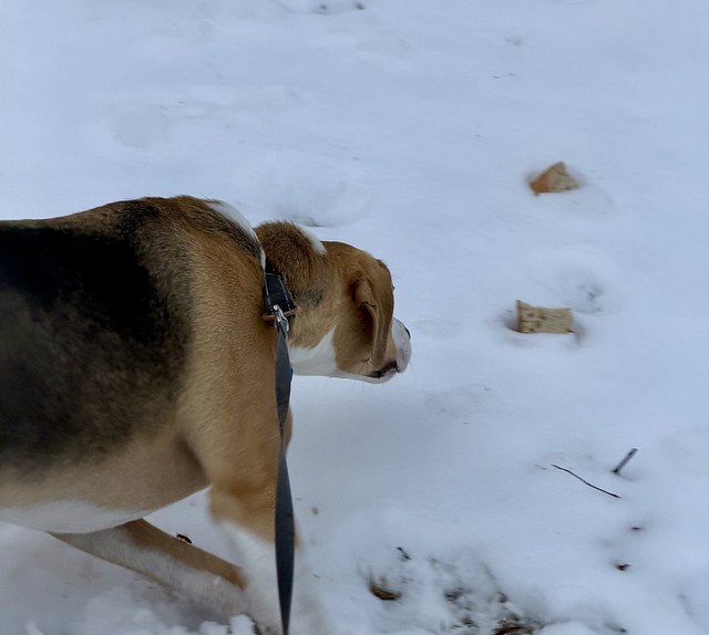 Someone keeps throwing sandwiches or baguettes in the snow near our house and Durby is relentless about retrieving them.