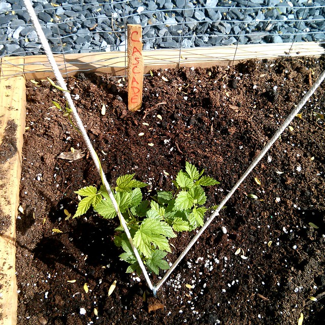 Cascade hops planted