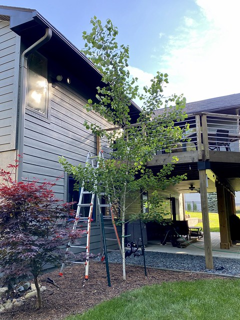 Straightening up that tree