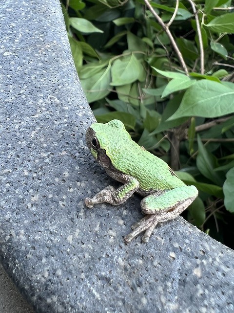 Accidentally threw this lil tree frog into the lawn bin. He didn’t wanna be in there.