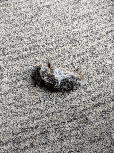 Thank you, Garth, for bringing me this dead bunny.