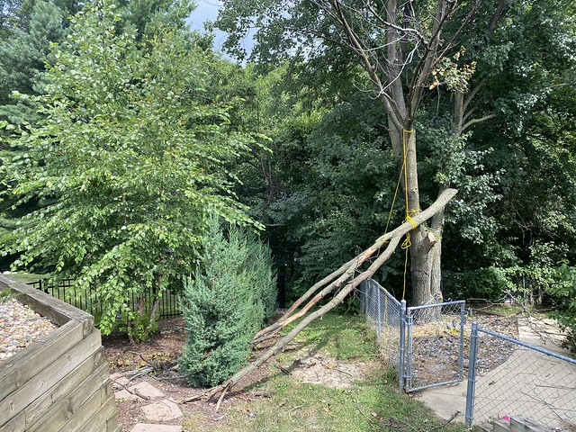 Neighbor cut down this branch like a dick.