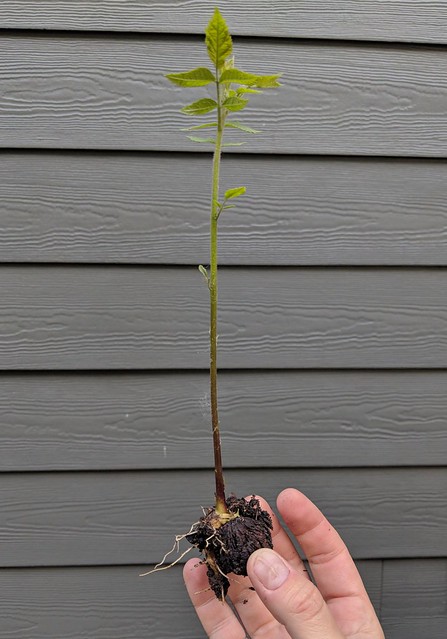 Pulled this weed that turned out to be a walnut tree.