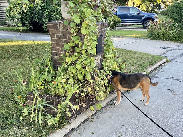 Garth likes to check our neighbor's mail
