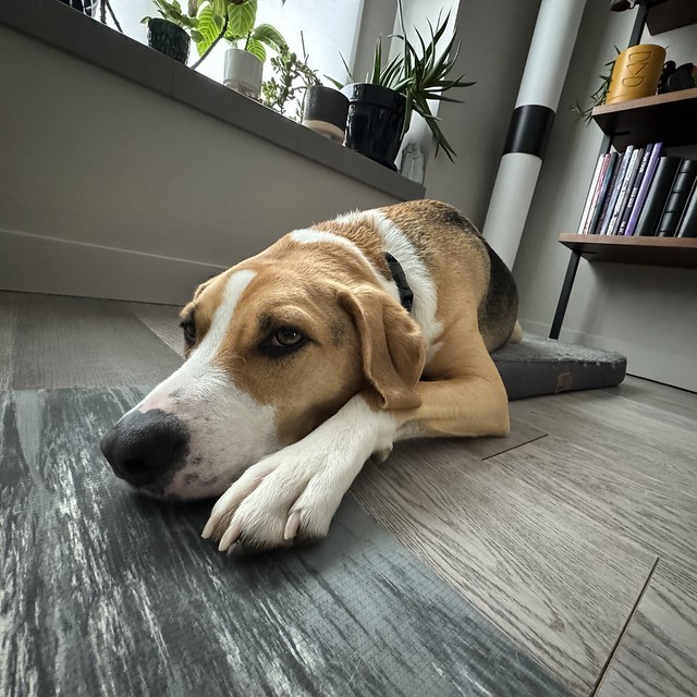 Trying his hardest to be patient while I finish up some yoga