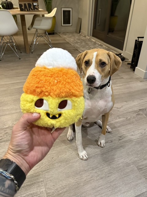 Durby would like to eat this candy corn, which has candy corn teeth