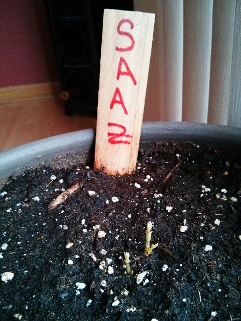 Saaz hops coming up